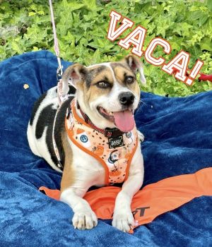 Vaca, Adult Female Beagle