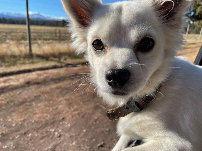 Orchard Liter-Almond, an adoptable Pomeranian, Chihuahua in Bend, OR, 97701 | Photo Image 1