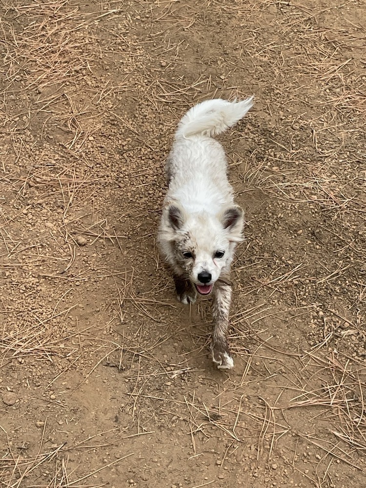 Orchard Liter-Almond, an adoptable Pomeranian, Chihuahua in Bend, OR, 97701 | Photo Image 2