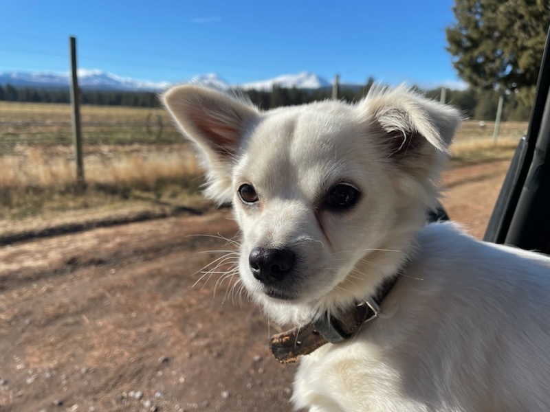 Orchard Liter-Almond, an adoptable Pomeranian, Chihuahua in Bend, OR, 97701 | Photo Image 3