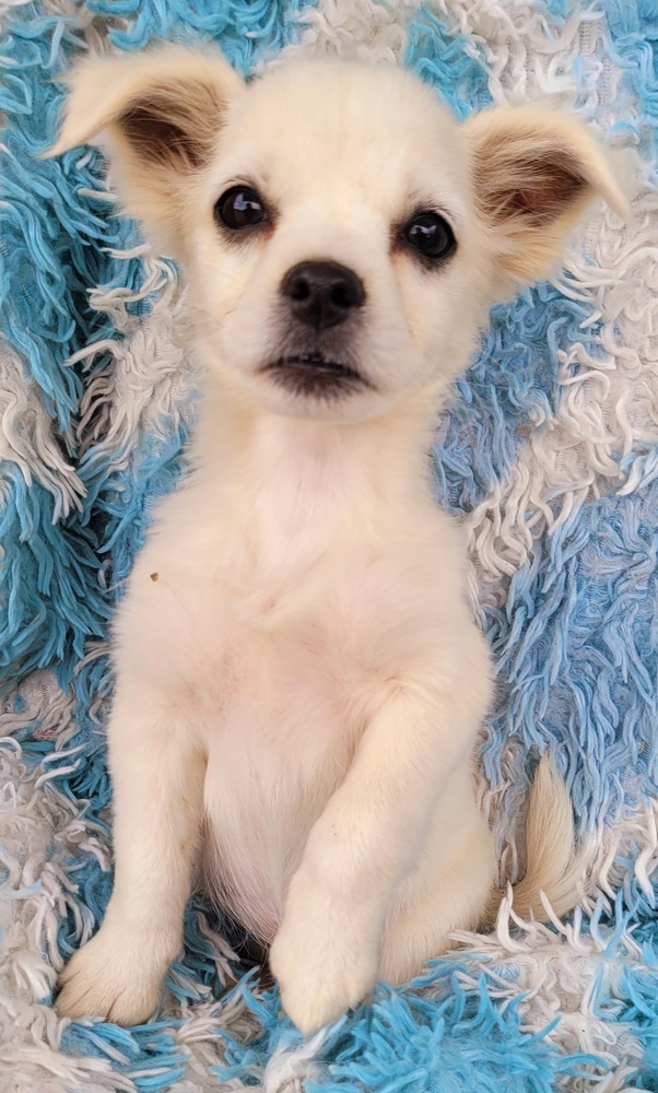 Orchard Liter-Almond, an adoptable Pomeranian, Chihuahua in Bend, OR, 97701 | Photo Image 4