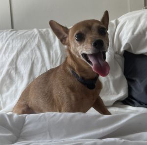 Beanie Chihuahua Dog