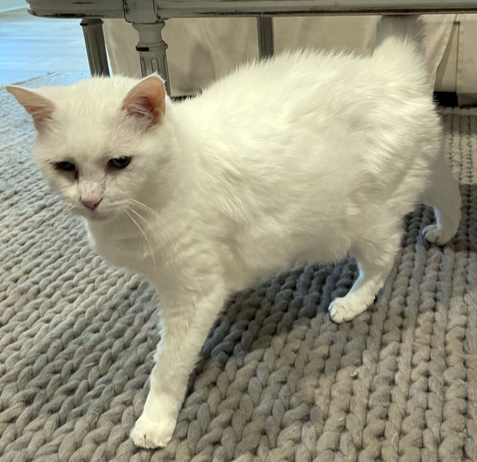 Lilly, an adoptable Domestic Short Hair, Siamese in Magnolia Springs, AL, 36555 | Photo Image 2