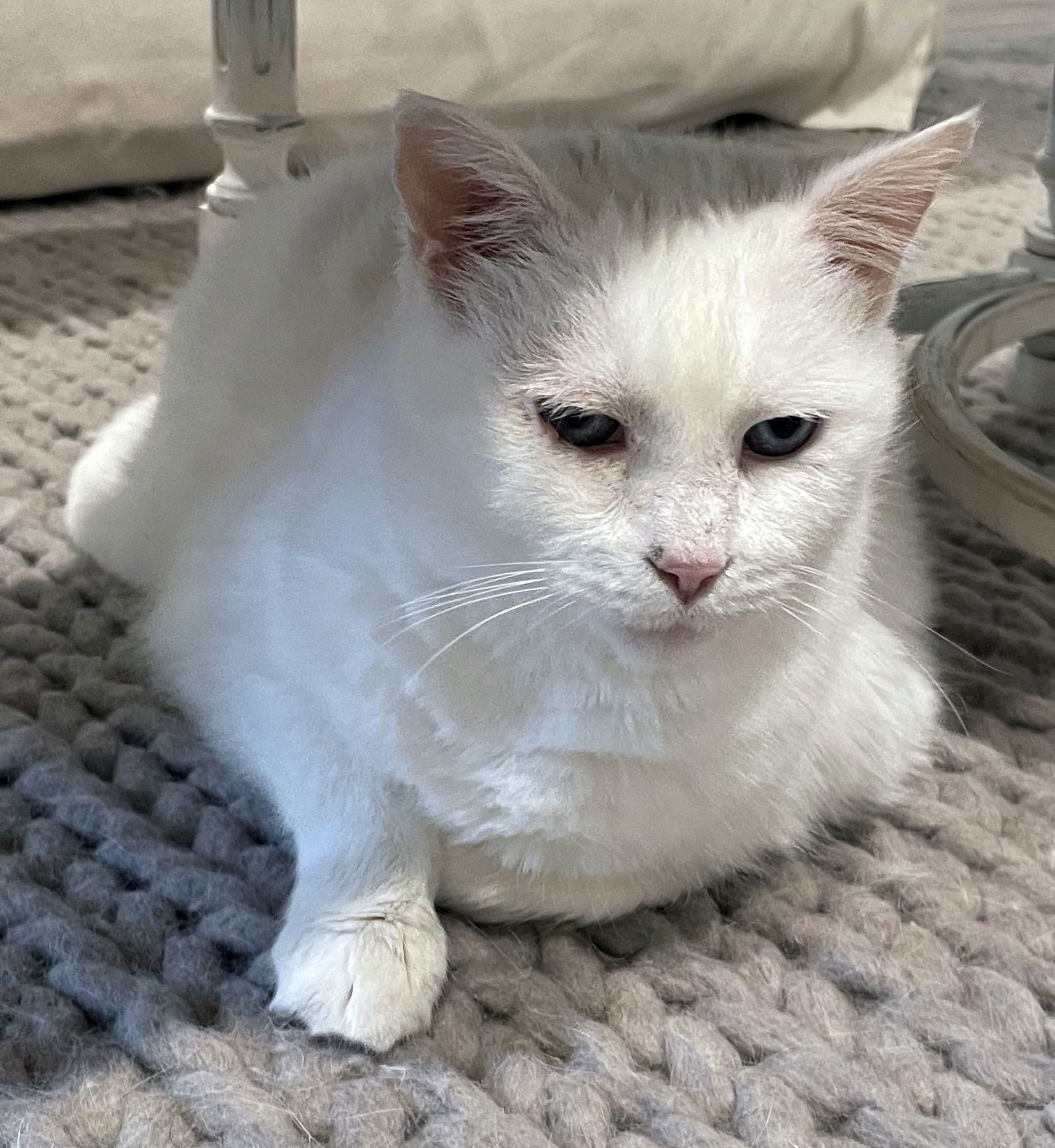 Lilly, an adoptable Domestic Short Hair, Siamese in Magnolia Springs, AL, 36555 | Photo Image 3