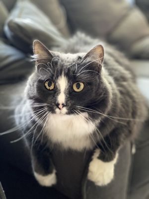 Chloe Domestic Long Hair Cat
