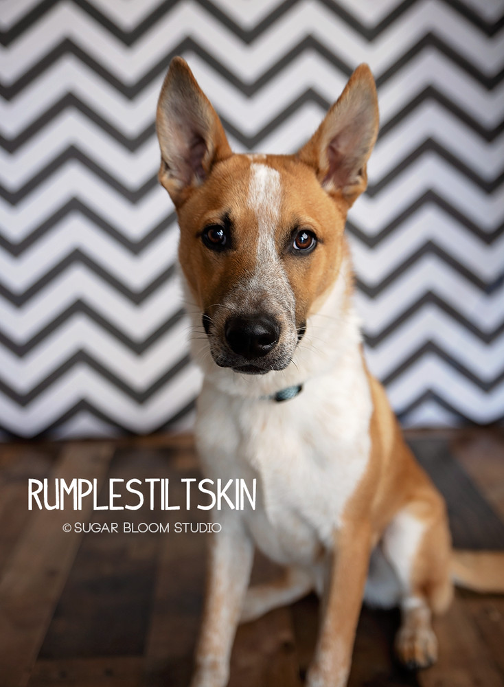 Rumpelstiltskin, an adoptable Australian Cattle Dog / Blue Heeler in Littleton, CO, 80126 | Photo Image 1