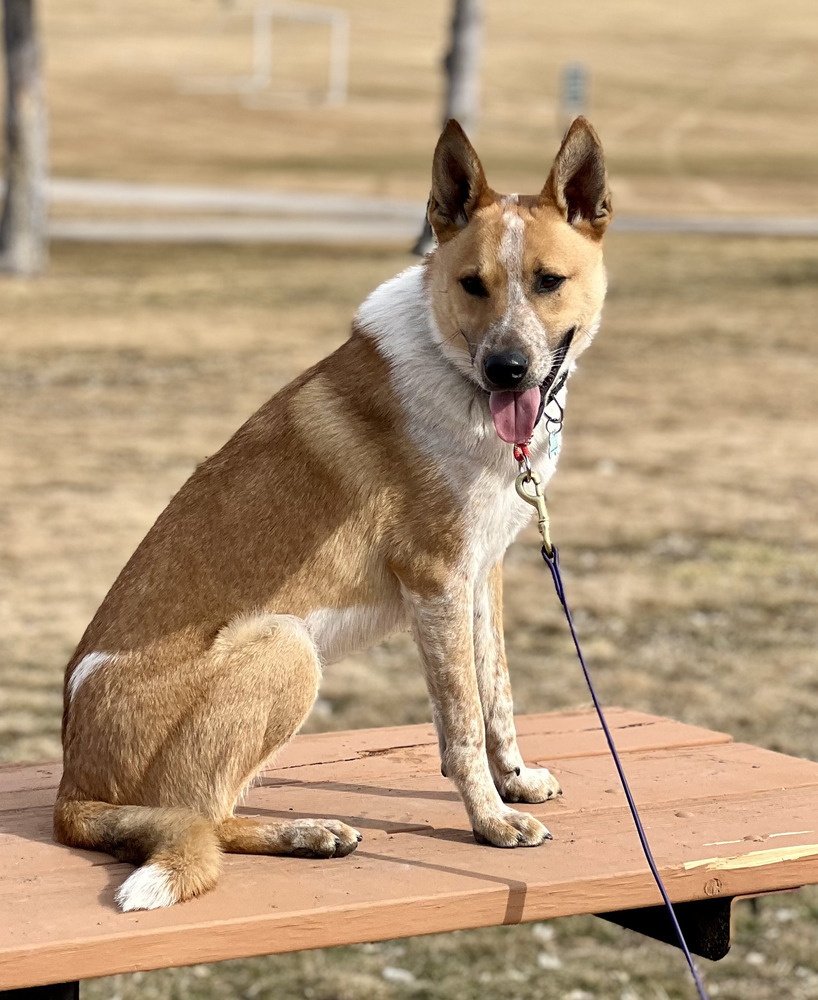 Rumpelstiltskin, an adoptable Australian Cattle Dog / Blue Heeler in Littleton, CO, 80126 | Photo Image 2