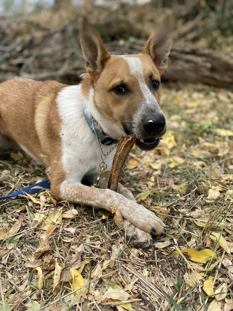Rumpelstiltskin, an adoptable Australian Cattle Dog / Blue Heeler in Littleton, CO, 80126 | Photo Image 3
