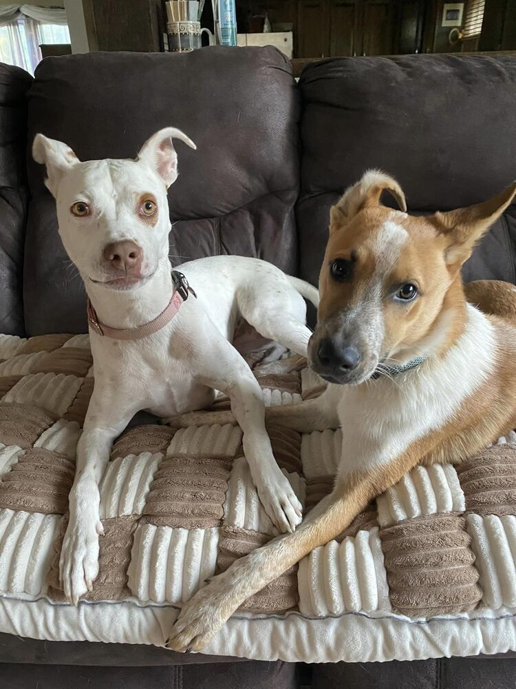 Rumpelstiltskin, an adoptable Australian Cattle Dog / Blue Heeler in Littleton, CO, 80126 | Photo Image 4