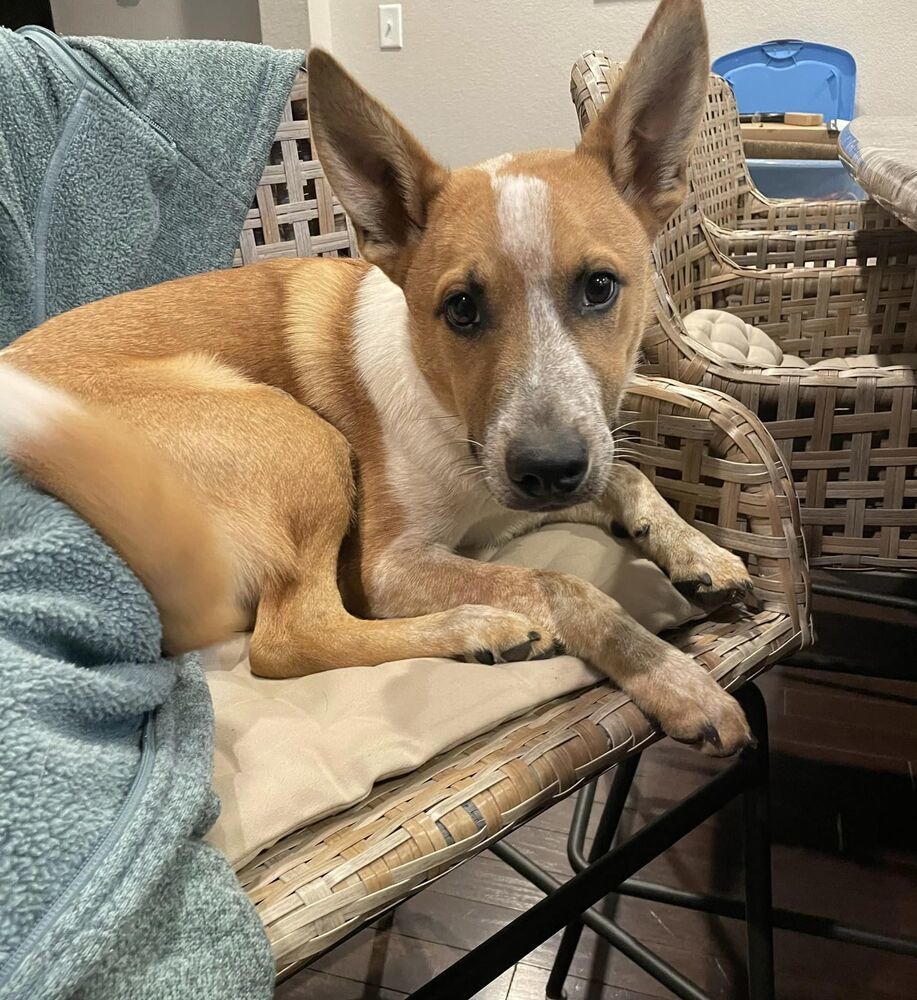 Rumpelstiltskin, an adoptable Australian Cattle Dog / Blue Heeler in Littleton, CO, 80126 | Photo Image 5