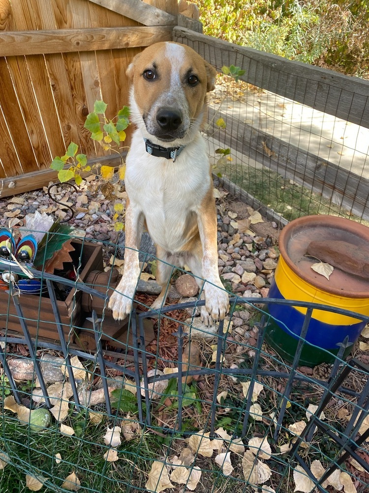 Rumpelstiltskin, an adoptable Australian Cattle Dog / Blue Heeler in Littleton, CO, 80126 | Photo Image 6