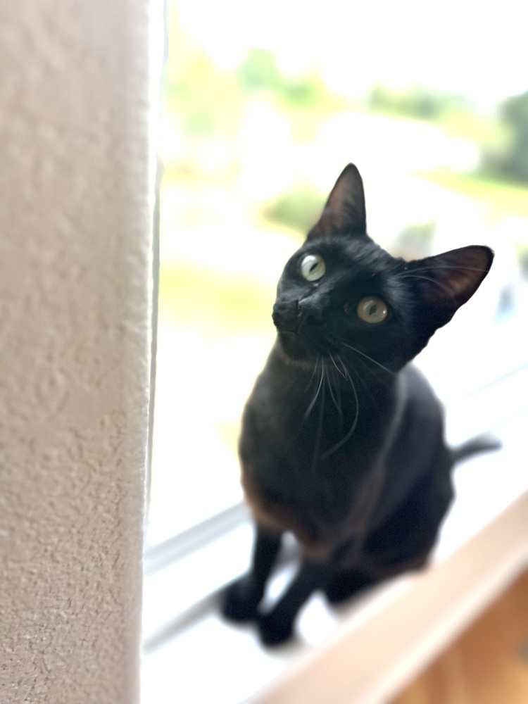 Lavender, an adoptable Domestic Short Hair in Lafayette, CO, 80026 | Photo Image 1