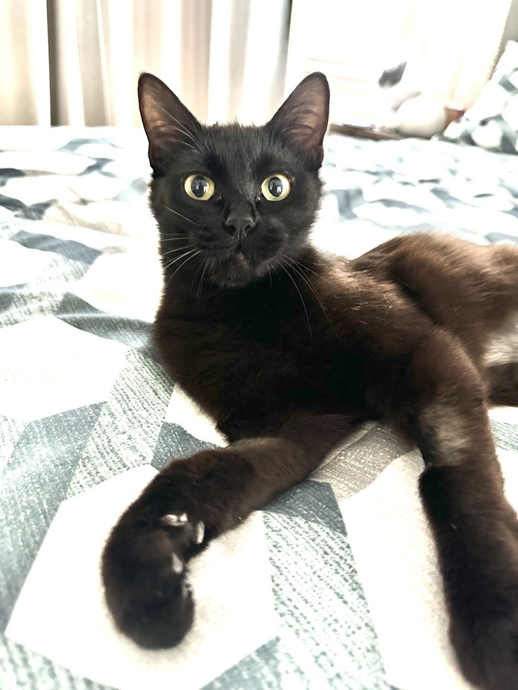 Lavender, an adoptable Domestic Short Hair in Lafayette, CO, 80026 | Photo Image 2