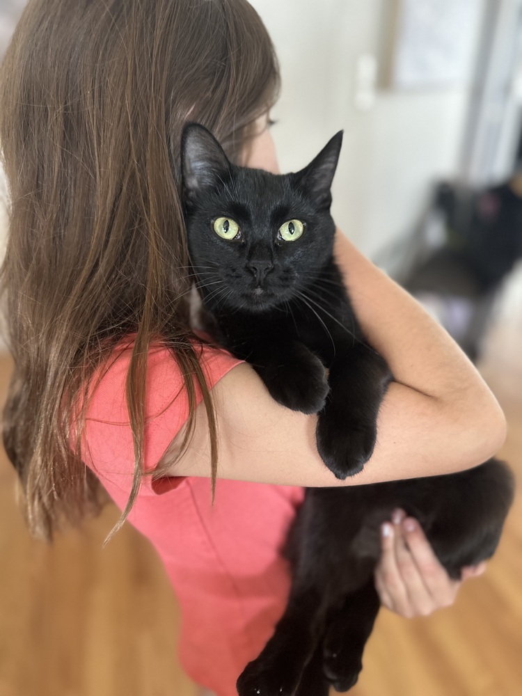 Lavender, an adoptable Domestic Short Hair in Lafayette, CO, 80026 | Photo Image 5