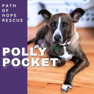 A treasure for your home Meet Polly Pocket is in a foster home in Spokane WA and can be transporte
