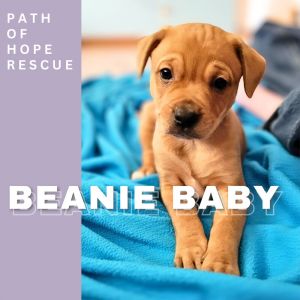 Your new cuddly companion in lifes adventures Meet Beanie Baby Beanie Baby is in a foster home in