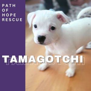 Your Virtual Pet Come to Life Meet Tamagotchi Tamagotchi is in a foster home in Spokane WA and ca