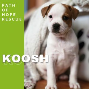 Your Fluffy Ball of Joy and Fun Meet Koosh Koosh is in a foster home in Spokane WA and can