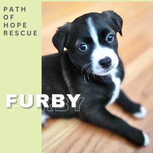 Your Fuzzy Friend and Cuddle Companion Meet Furby Furby is in a foster home in Spokane WA and can