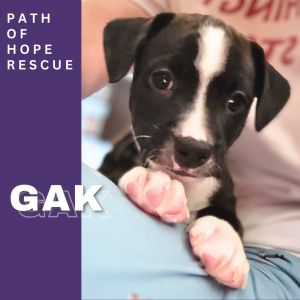 Your Silly Squishy Sidekick for Lifes Adventures Meet Gak Gak is in a foster home in Spokane WA