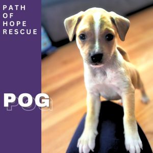 Your Champion Companion for Fun and Games Meet Pog Pog is in a foster home in Spokane WA and can
