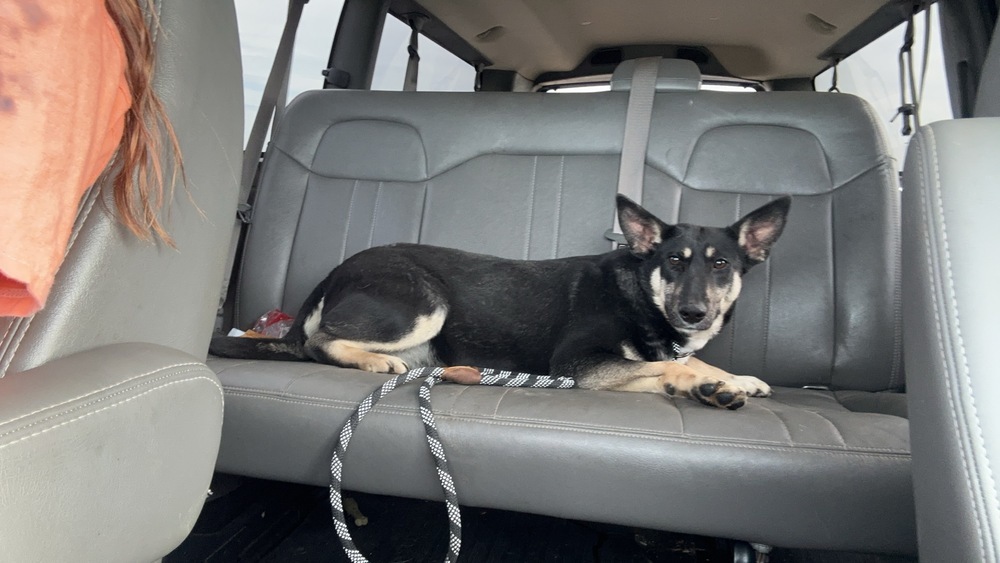 Luka, an adoptable German Shepherd Dog in Mandan, ND, 58554 | Photo Image 1