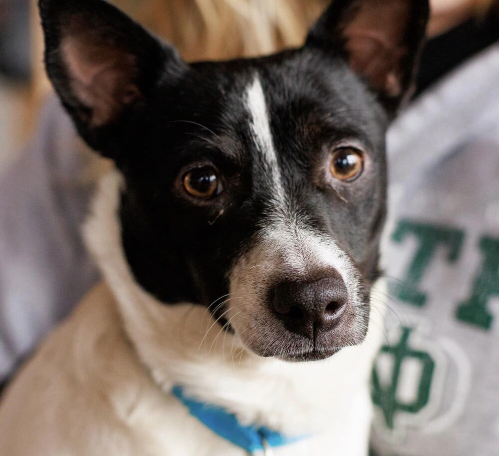 Lulu, an adoptable Chihuahua in Mandan, ND, 58554 | Photo Image 1