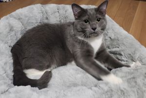 Lady Gaga, Adult Female Domestic Short Hair