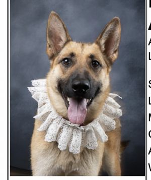 Lady German Shepherd Dog Dog