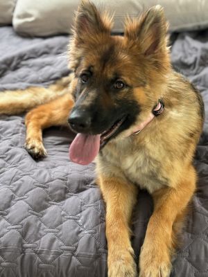 Gia is a stunning 1 year-old long haired German Shepherd with a heart as beautiful as her coat Trai
