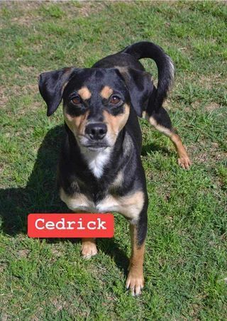 Cedrick #A-1141