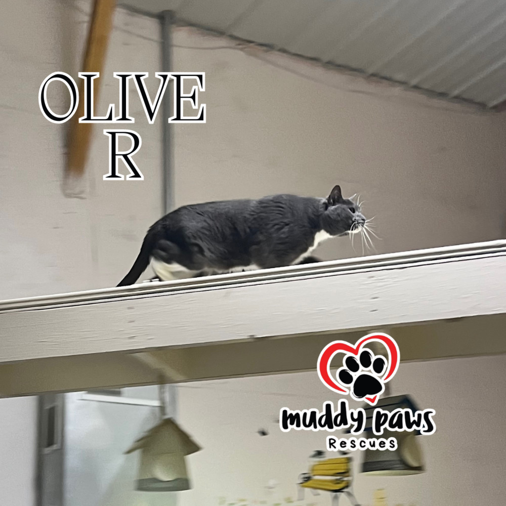 Oliver (Feral Gretna Cat), an adoptable Domestic Medium Hair in Council Bluffs, IA, 51503 | Photo Image 1