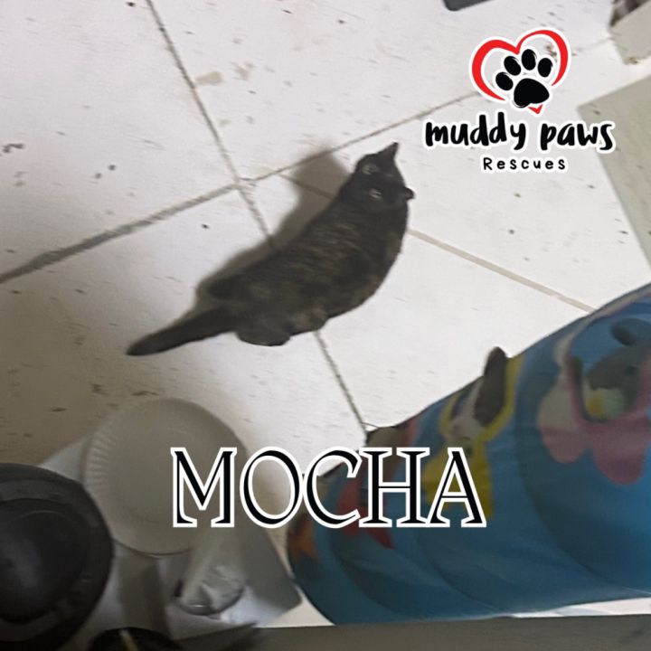 Mocha (Feral Gretna Cat) 1