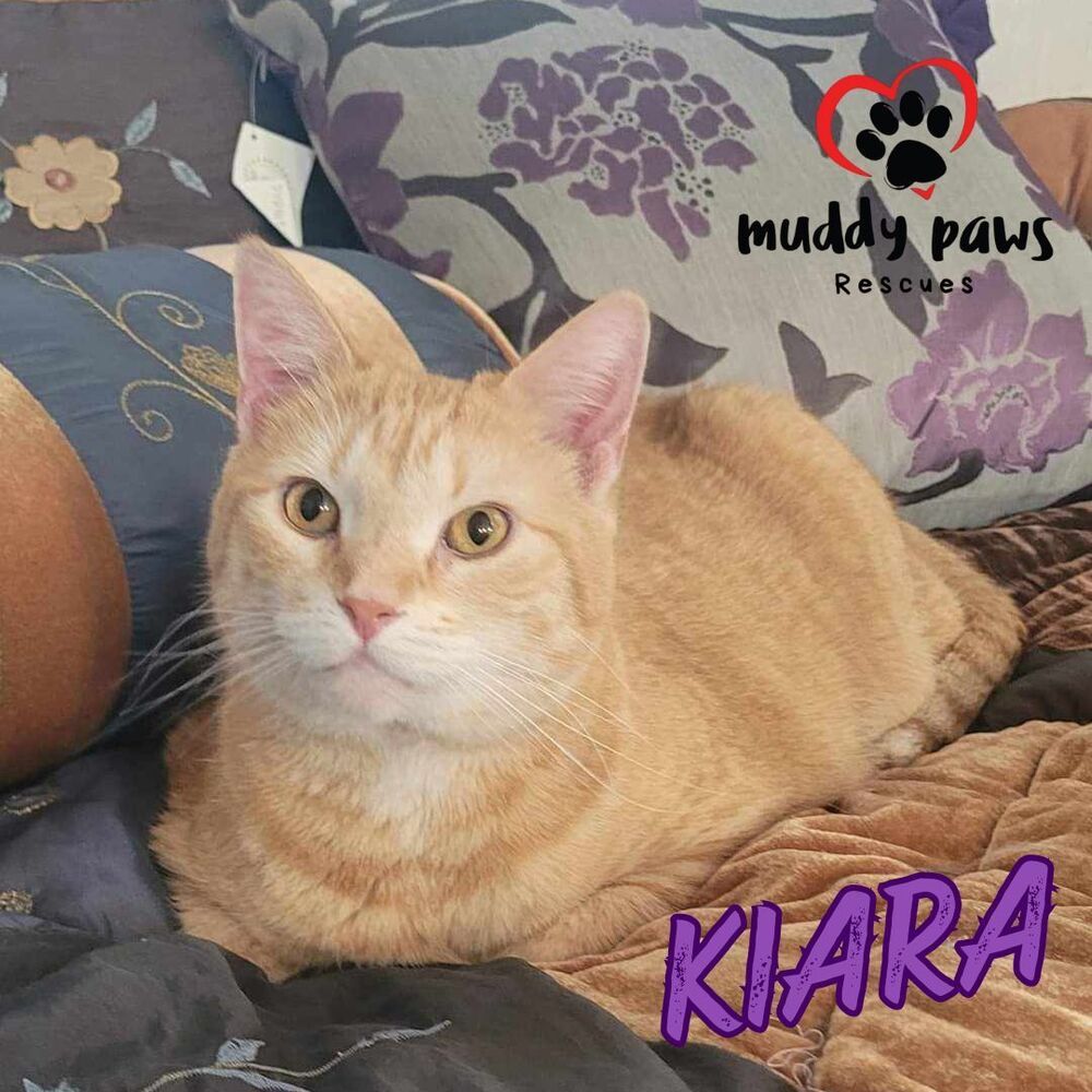 Kiara