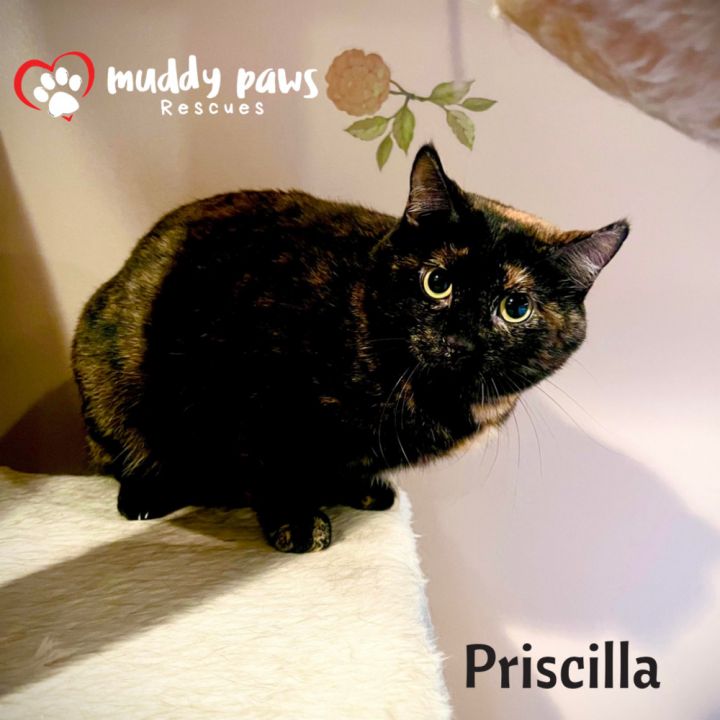 Priscilla 1