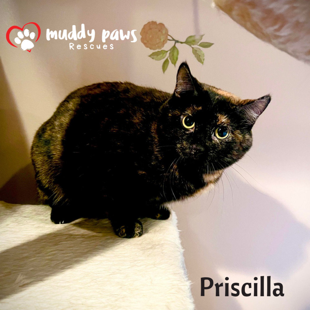 Priscilla, an adoptable Domestic Short Hair in Council Bluffs, IA, 51503 | Photo Image 1