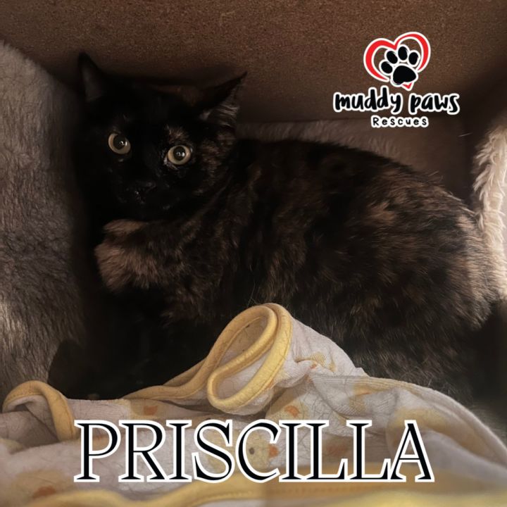 Priscilla 2