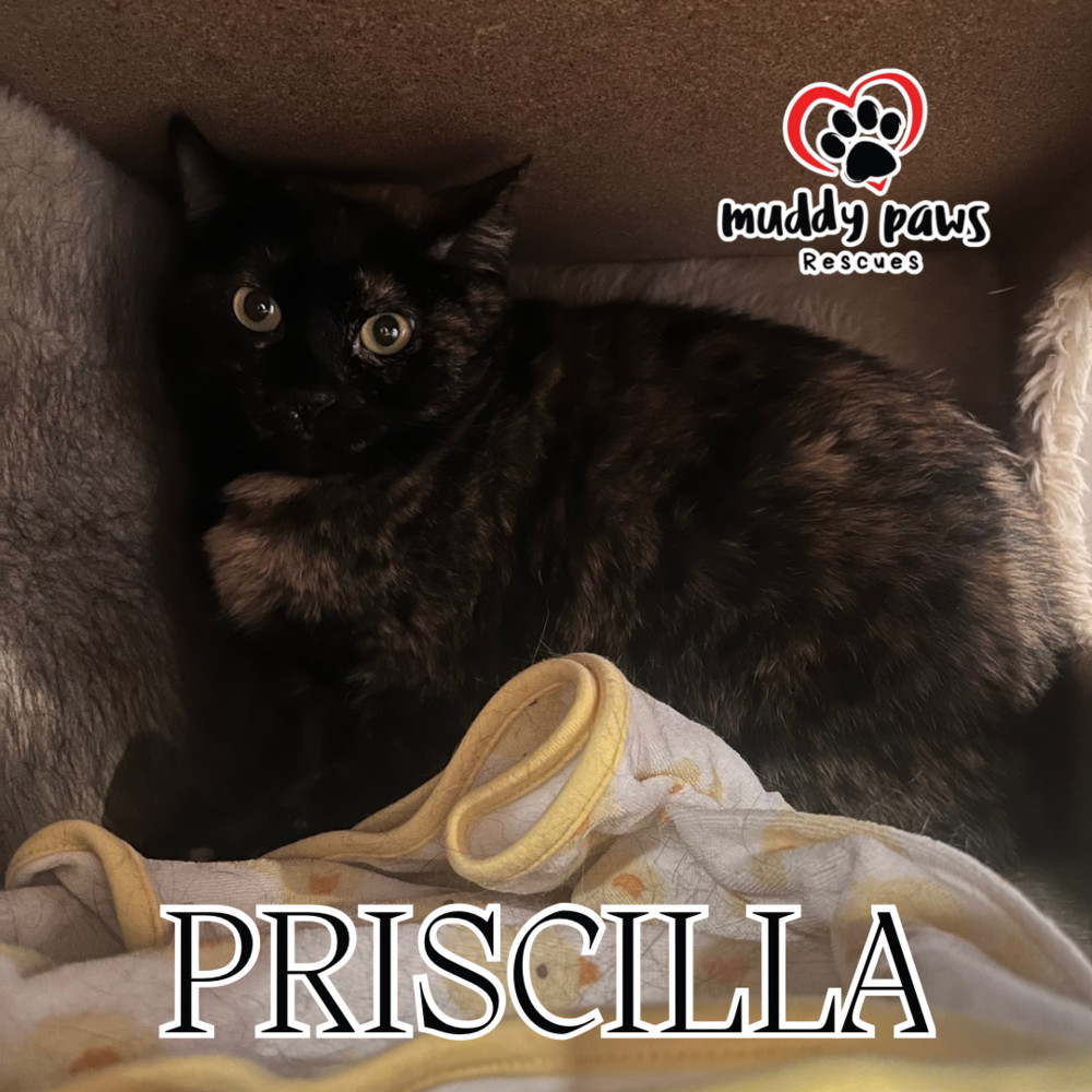 Priscilla, an adoptable Domestic Short Hair in Council Bluffs, IA, 51503 | Photo Image 2