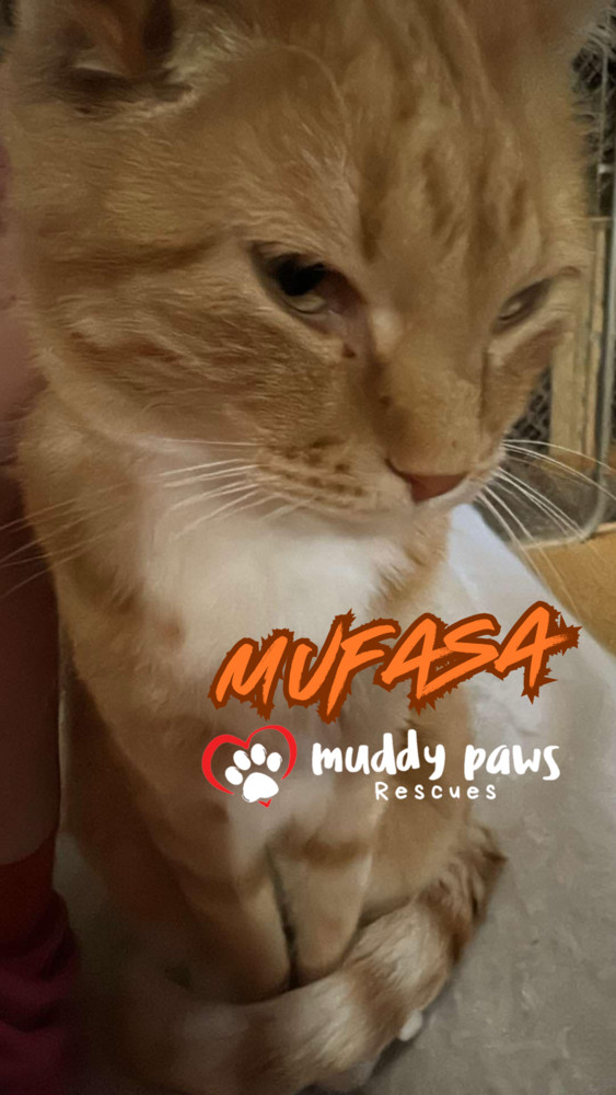 Mufasa, an adoptable Domestic Short Hair, Tabby in Council Bluffs, IA, 51503 | Photo Image 1