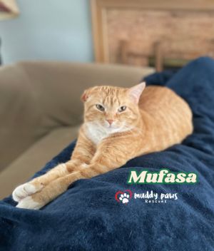 Mufasa, Senior Male Domestic Short Hair