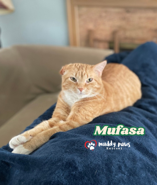 Mufasa, an adoptable Domestic Short Hair, Tabby in Council Bluffs, IA, 51503 | Photo Image 1