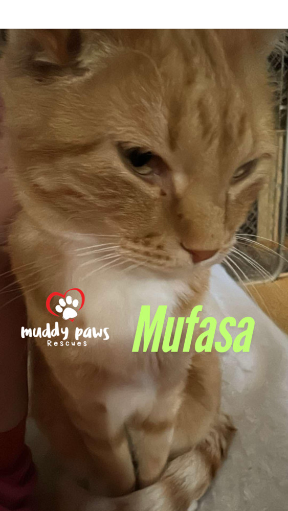 Mufasa, an adoptable Domestic Short Hair, Tabby in Council Bluffs, IA, 51503 | Photo Image 2