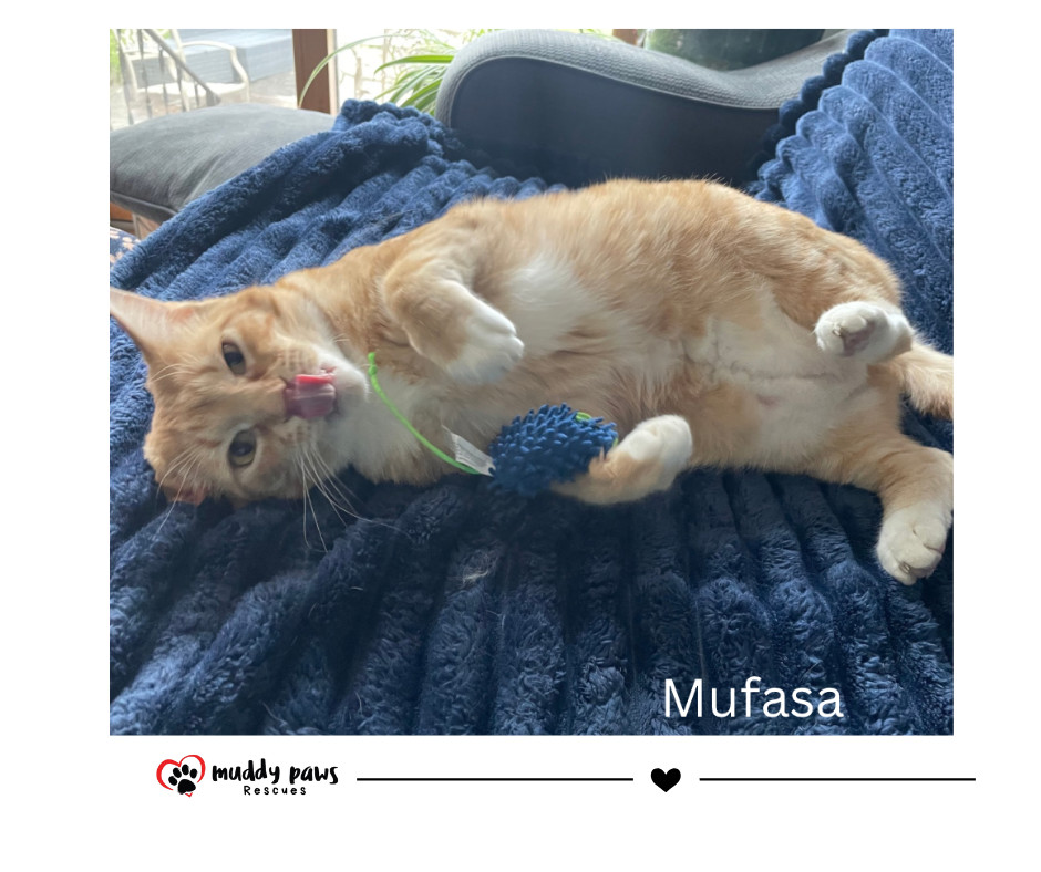Mufasa, an adoptable Domestic Short Hair, Tabby in Council Bluffs, IA, 51503 | Photo Image 2