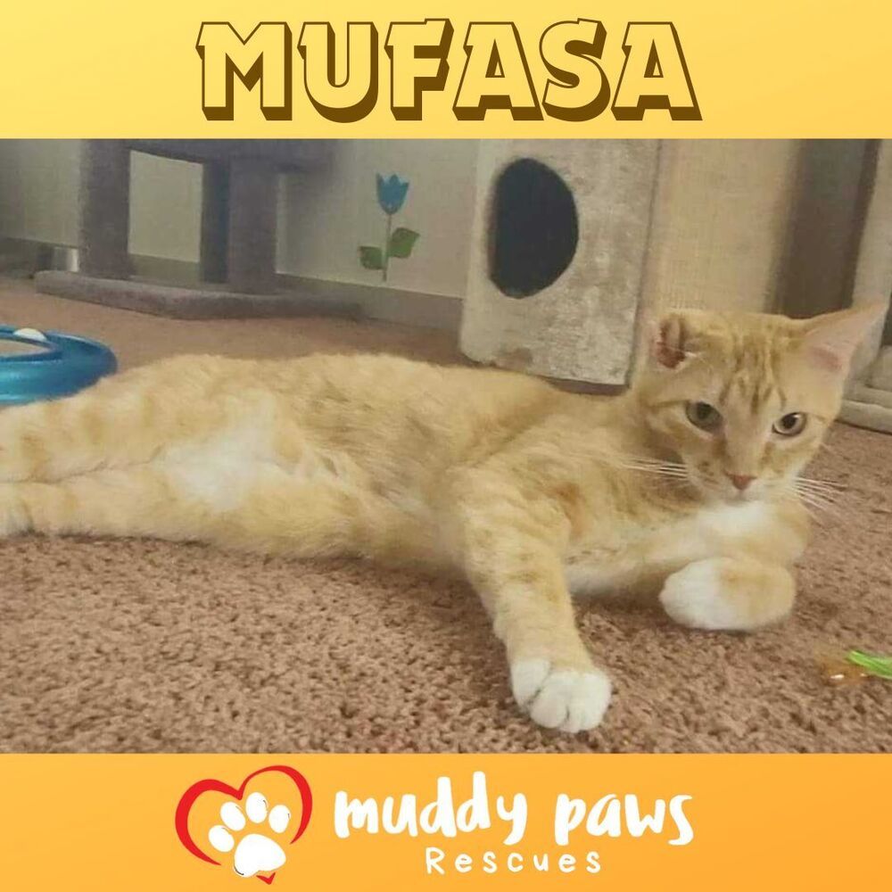 Mufasa, an adoptable Domestic Short Hair, Tabby in Council Bluffs, IA, 51503 | Photo Image 3
