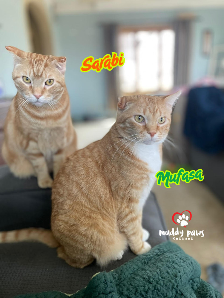 Mufasa, an adoptable Domestic Short Hair, Tabby in Council Bluffs, IA, 51503 | Photo Image 4