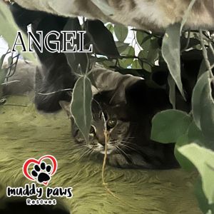 Angel (Feral Gretna Cat)