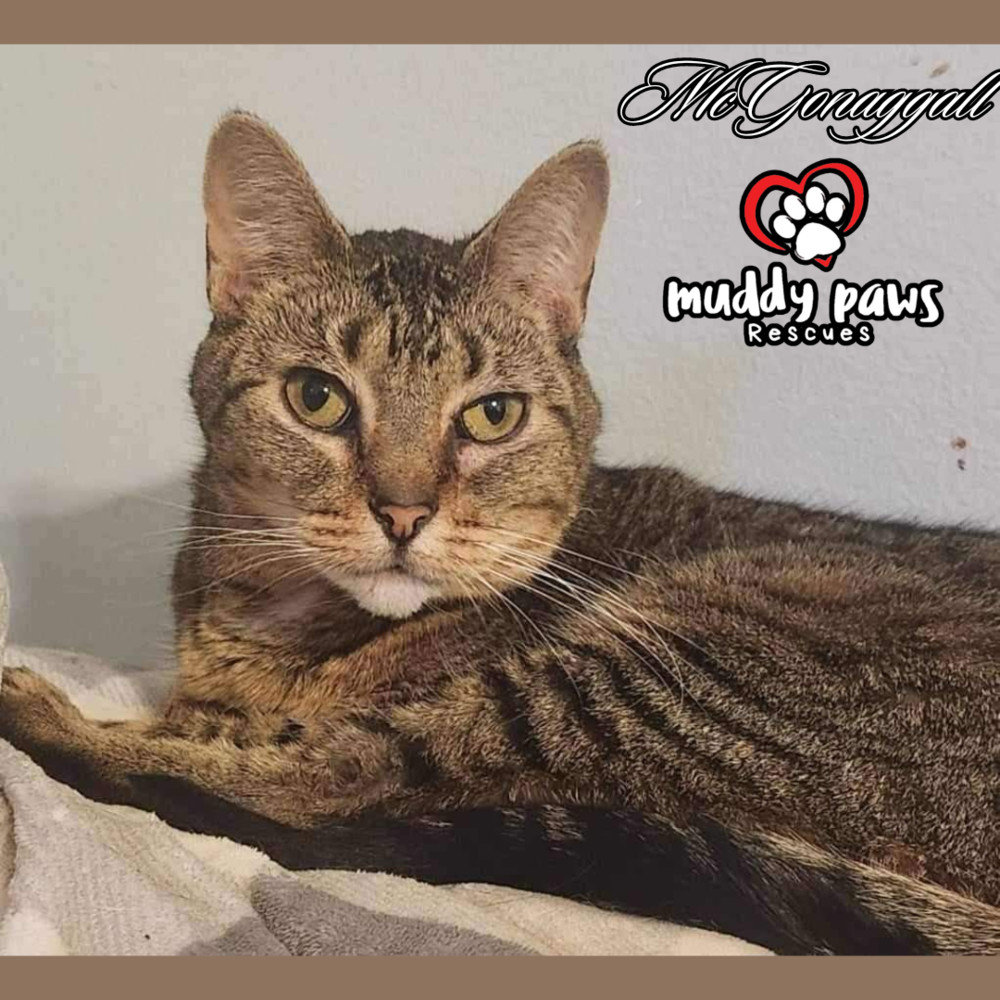 McGonagall, an adoptable Domestic Short Hair, Tabby in Council Bluffs, IA, 51503 | Photo Image 1