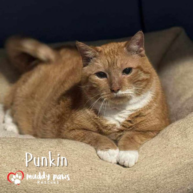 Punkin - Adoption Pending