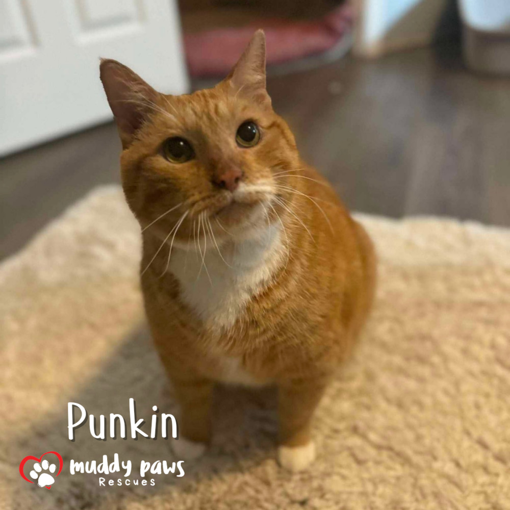 Punkin - Adoption Pending