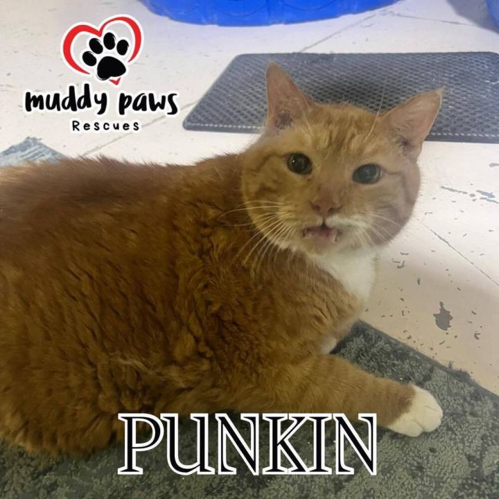 Punkin - Adoption Pending 3